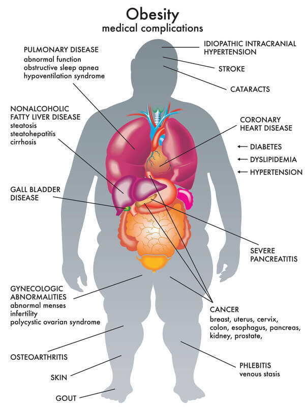 white and brown adipose tissue in weight loss