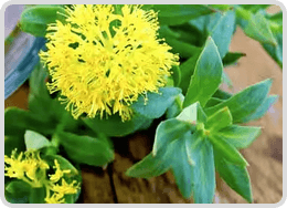 Rhodiola
