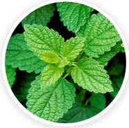 Lemon balm